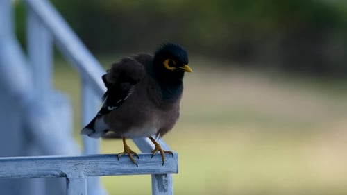 Close-Up of a Myna Bird with Vibrant Yellow Markings