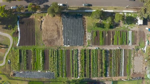 Static aerial view into centered decent over community garden where people come to collaborate with