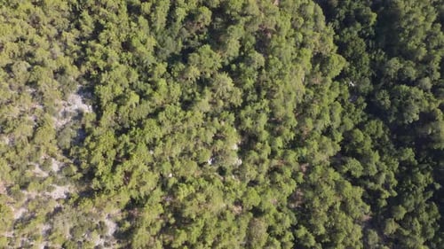 Aerial view of green pine forests and mountains