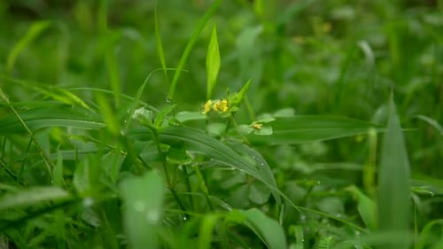 Close-up of lush green grass with a single yellow flower amidst the foliage