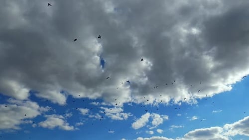 Flock of Birds Flying Across Cloudy Sky