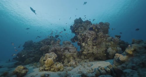 Coral reef. Sunset. Red sea.