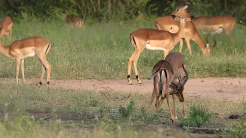 Impalas Grazing in a Wild African Landscape