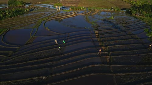 Farmers tending irrigated rice plantation crop paddies in Bali.