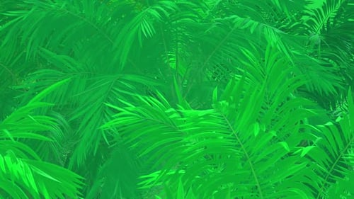 Animated Tropical Palm Leaves Background Loop