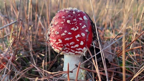 Mushroom Amanita Muscaria Canberra. Close Up