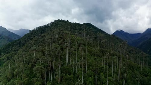 Aerial drone view of Cocora Valley, Salento, Colombia. Flying over the tallest wax palm trees in the
