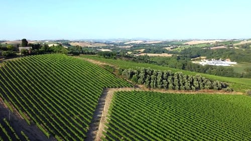 flying over the Italian hill planted with white wine vines