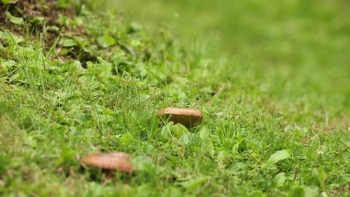 Hand Pullout Brown Mushroom On The Ground With Green Lawn. - close up