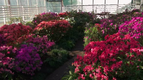 Close Up of Bushes of Azalea Flowers Blooming in Greenhouse on a Sunny Day