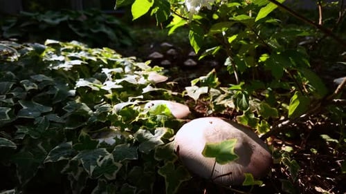 Mushrooms grows under a tree stump in a picturesque forest