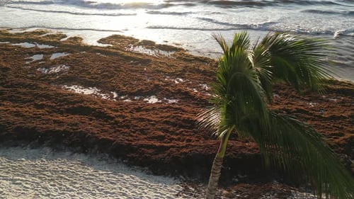Vista aérea de una playa mexicana cubierta de sargazo, algas del Golfo