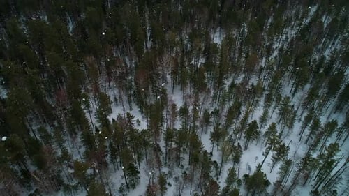 Aerial Tilt View Winter Forest Evergreen Trees on the Snow and Moutains with Snowcopped Peaks on the