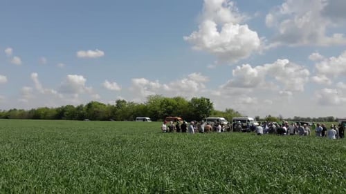 green barley and wheat fields aerial view