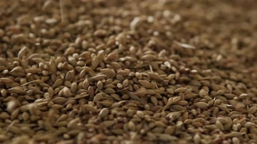 Grain falls into a large heap Slow motion