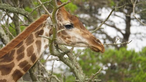 Closeup of giraffe head up in between the tree limbs