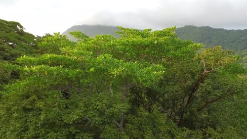 Drone flies around tree in Santa Marta Forest during cloudy and windy weather, with lush mountains i