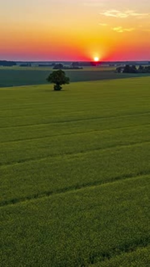 Arbre solitaire dans un champ doré sous un ciel de coucher de soleil vibrant avec des nuages se déplaçant rapidement, vue hyperlapse