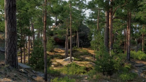 Realistic Pine Forest Landscape with Panning Camera Movement