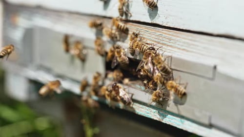 Honeybees Swarming at Wooden Beehive Entrance