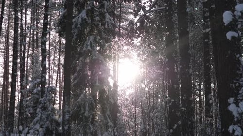 Sunlight Through Snow Covered Trees in Winter Forest