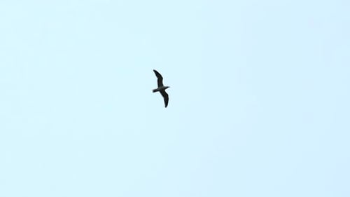 Beautiful View From Below of Flying Seagull in Sky Clip Flying Seagull in Cloudy Sky Beautiful