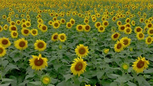 Yellow Sunflowers 4K
