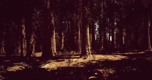Sunlight Filtering Through Tall Trees in a Dense Forest During Late Afternoon