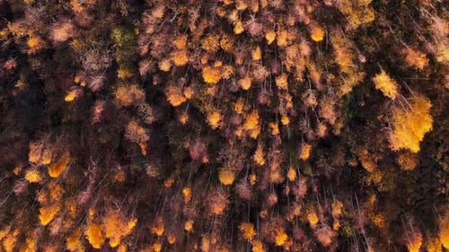 Yellow tree tops in fall forest