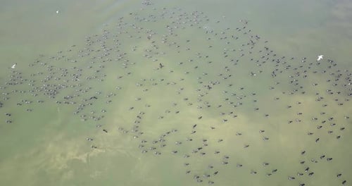 Flying over Greater cormorant swimming in the Sea of Galilee