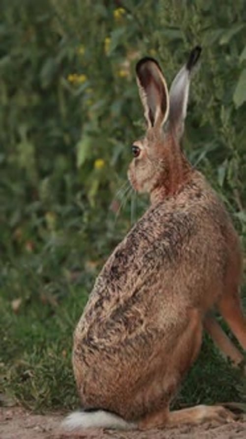 Brown Hare Sits and Walks in a Rural Field