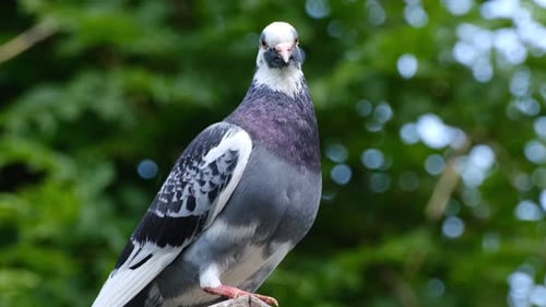 Close Up of a Pigeon Standing Outside