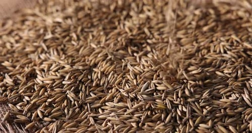 Pouring raw oat grains onto table, closeup