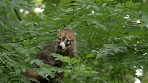 Hermosa foto de un coatí de nariz blanca (Nasua narica) sentado en un árbol con vistas al bosque tropical