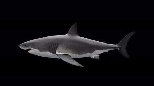 Great White Shark Loop With Alpha Channel