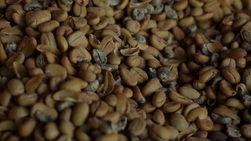 Raw Coffee Beans 54