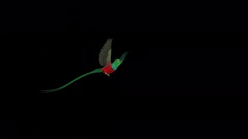 Quetzal Bird - South American Spiritual Symbol - Flying Transition - I - Alpha Channel - 4K