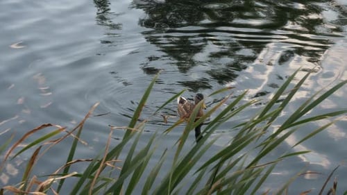 A duck swims in the lake behind the reed