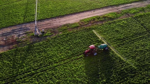 Top Aerial View Process of Spraying with Chemicals and Pesticides Fields with Potatoes