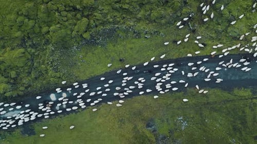 Luftbild von oben nach unten einer großen Herde flauschiger Schafe, die die Schotterstraße entlang laufen.