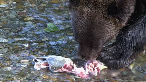 Close-up: Large Grizzly bear eats spawning salmon in shallow stream