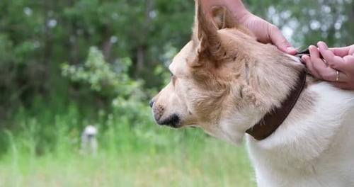 male hands putting a dog collar and leash on his dog