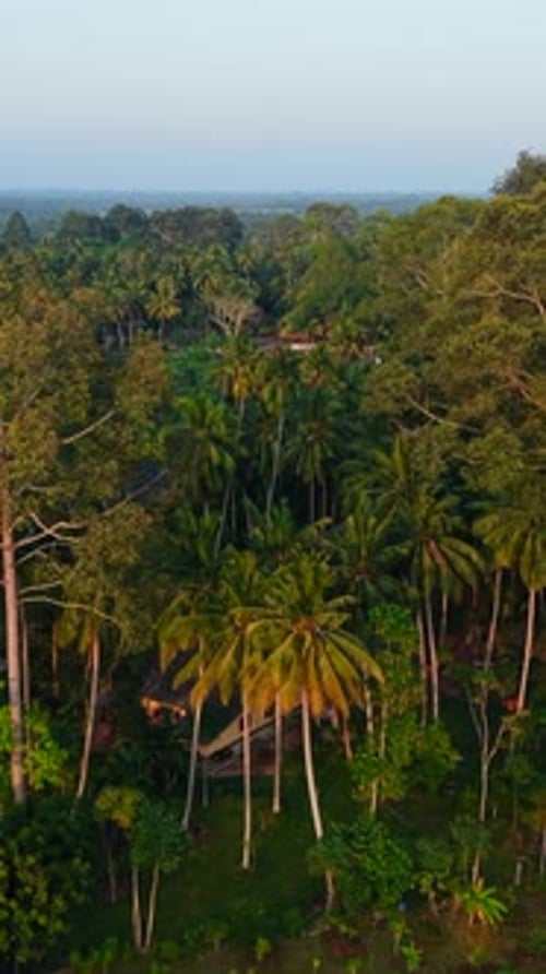 Vertical Clip of Palm Oil Plantations Envelop the Rural Tourism Resort in Thung Kha in Thailand