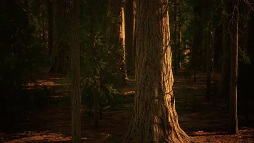 Scale of the Giant Sequoias of Sequoia National Park