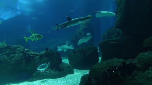 Large Aquarium Fish Tank