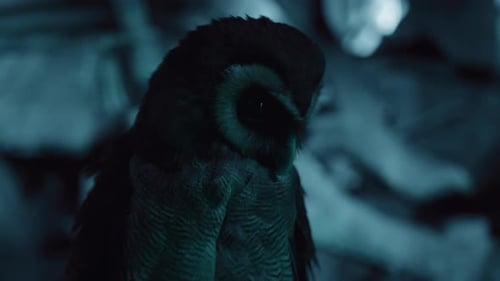 Owl in the Forest Captured in the Night By a Infrared Camera