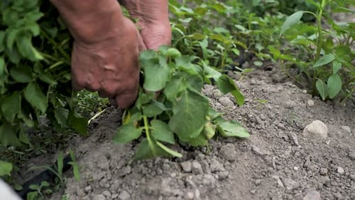 Fresh Potatoes Harvested on a Rural Farm