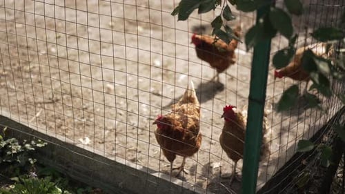 Freerange Chickens Happily Exploring a Secure and Safe Outdoor Pen Area Designed for Them