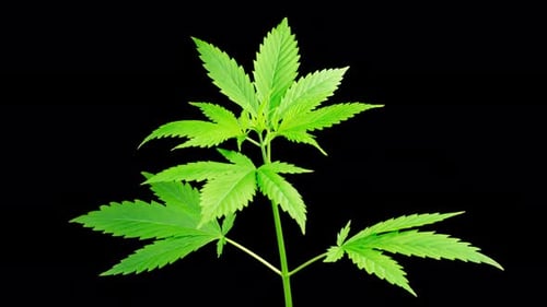 Marijuana Plant Growing