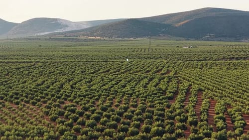 Scenic Aerial View of Olive Tree Plantation in a Rural Landscape